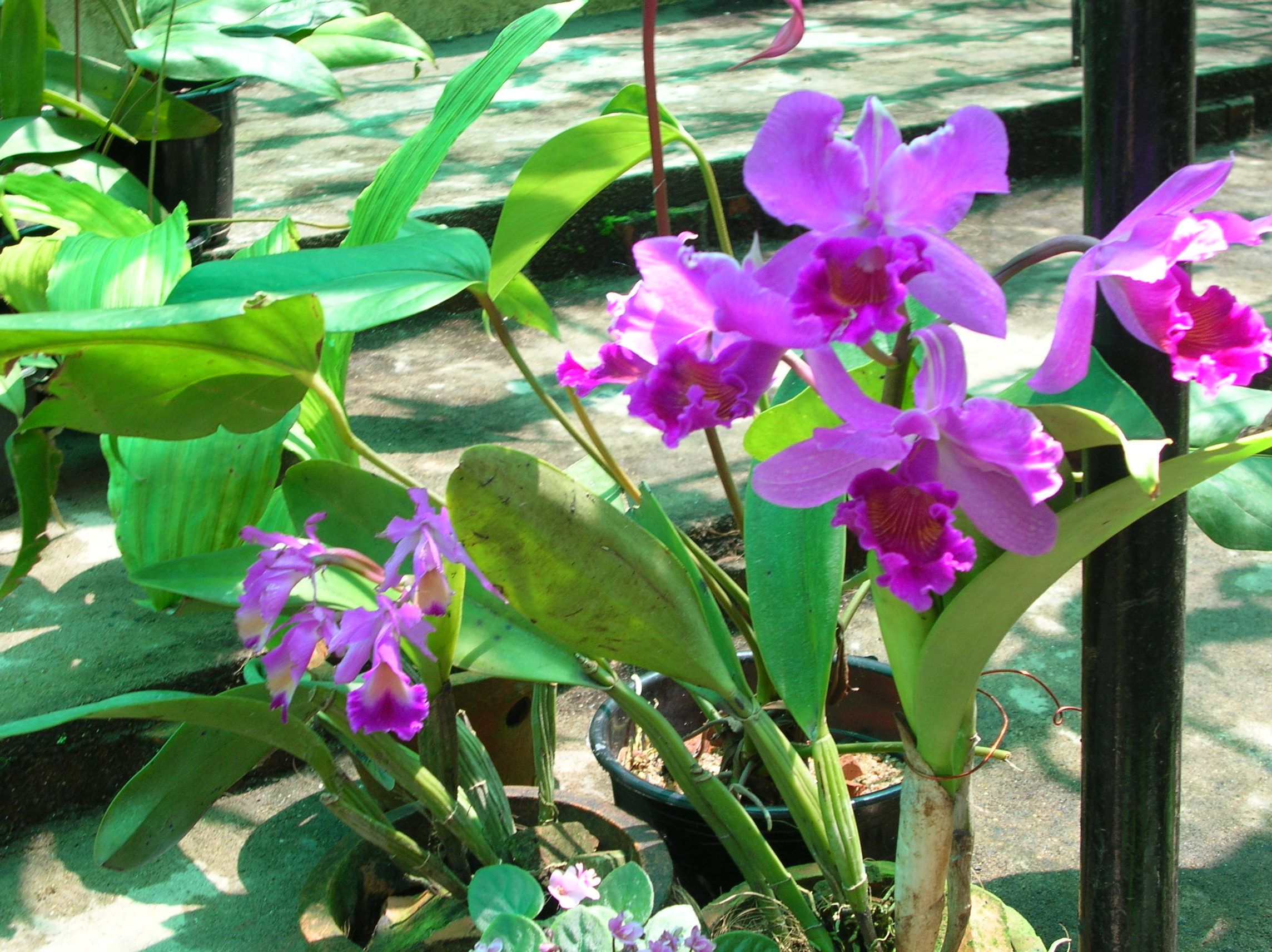 Brassocattleya